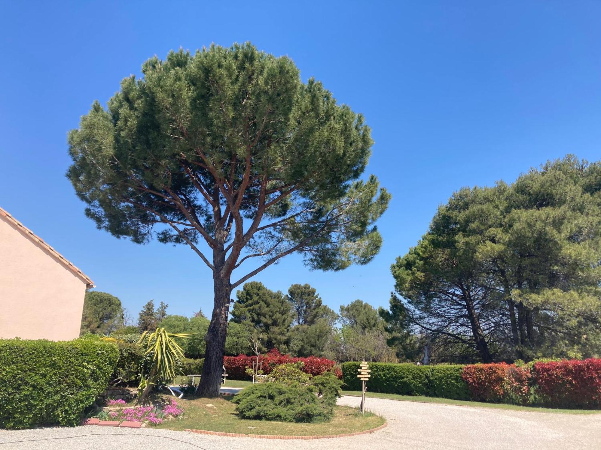Les Bougainvillees De Camargue Villetelle Eksteriør billede